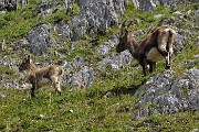 80 Mamma stambecca segue il piccolo...